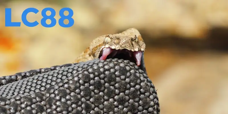 Luận giải lộc lá lô đề khi mộng rắn cắn